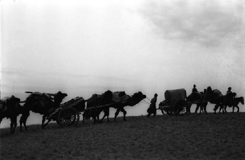 Line of people, camels, horses, carts in silhouette