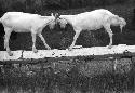 Two goats on a rock wall butting heads with each other