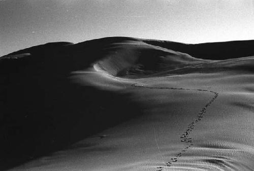 Tracks in sand dune