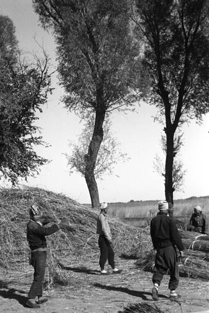 People harvesting and bundling grain