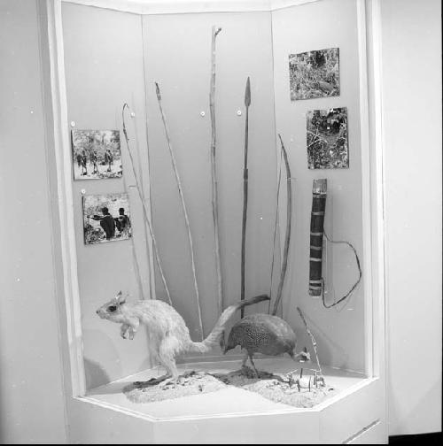 Display case from "Ju/wasi: Bushman of the Kalahari" exhibit