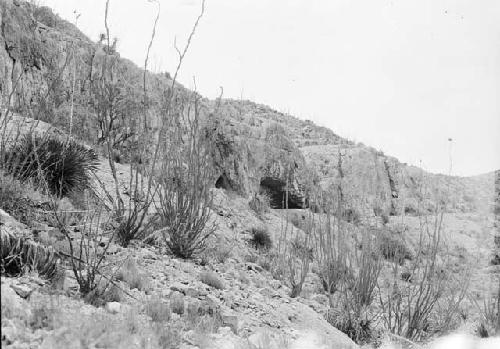 Ocotilla bush, or Candle Cactus, Picture Cave