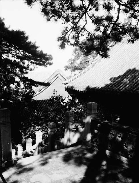 Trees hanging over terrace and roof corners in background