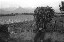 Young man with large bundle of leaves on back