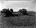 Curtiss farm site, small Pueblo ruin