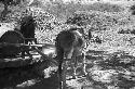 Donkey hitched to grinding wheel