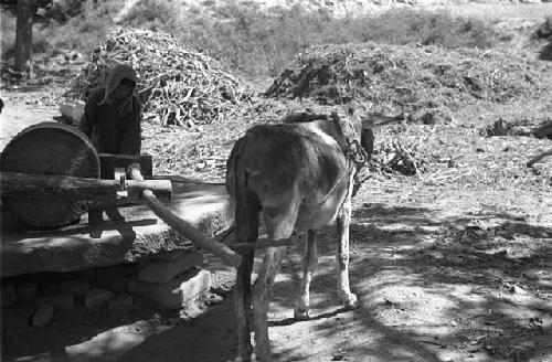 Donkey hitched to grinding wheel