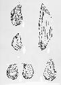 Drawings of stone artifacts  from "Texepan man" early man in Mexico