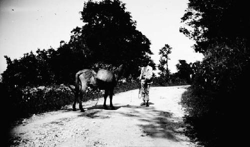 Man with pack animal on road