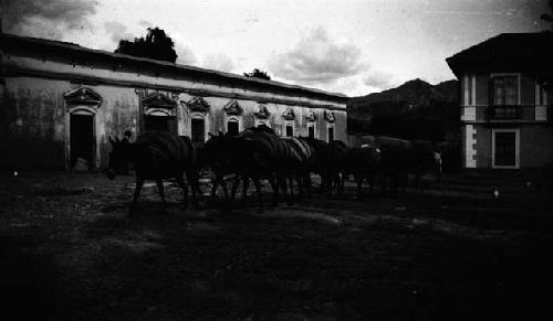 Line of pack animals walking down street, person standing by building