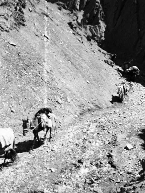 Several loaded horses descending from Depsang Plains