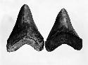 Fossil shark teeth