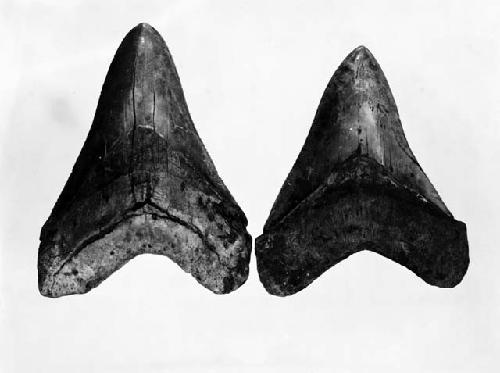 Fossil shark teeth