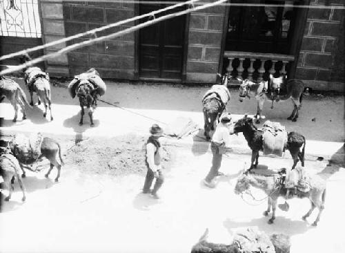 Mule train in La Serena