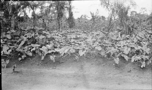 Garden of Taro, Sabbayene