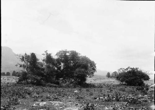 Jungle growth in northwest corner of plateau