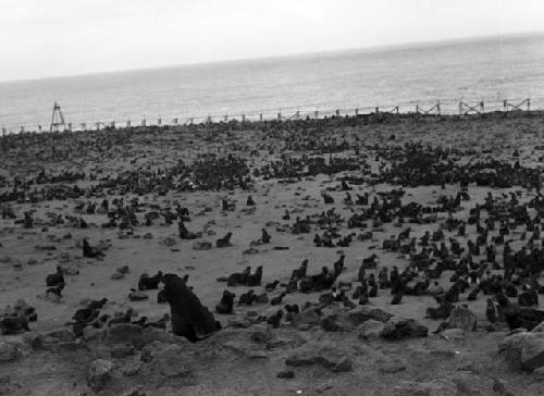 Seal rookery