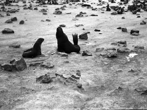 Seal rookery