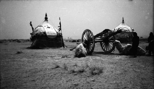 Holy camels and cart behind Chingghis' tent