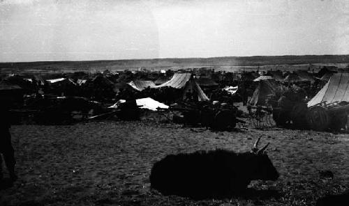 Ox in foreground with camp in behind