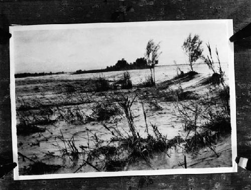 Sand, trees, and brush, possibly after natural distaster