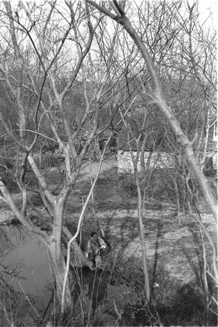 Peasant cottage through trees