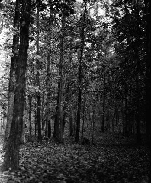 Woods, Gentry Farm. 10/16/1928. Cloudy. 3-3:30 pm. Dark Screen. 10-15 seconds