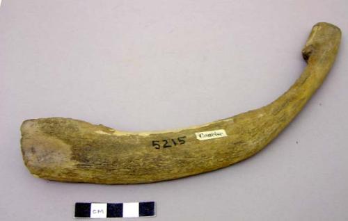 Rib bone