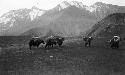 Yaks, below Sanju Pass