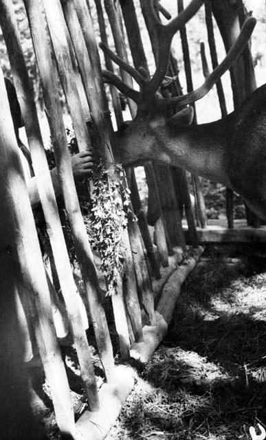 Deer in pen being fed by someone