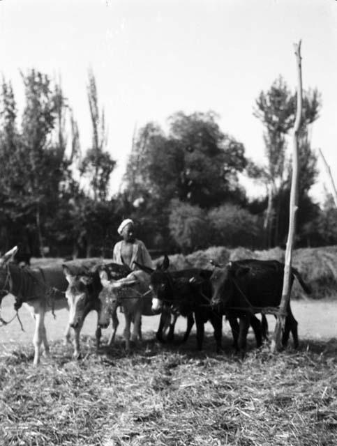 Sanju bazaar, donkey and other pack animal treading grains in a row