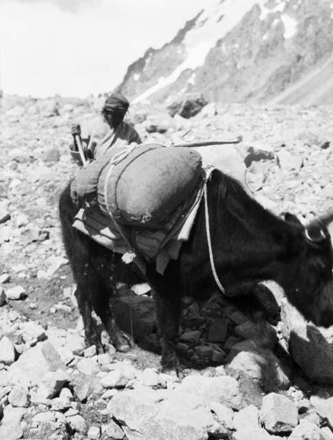 Caravaneer standing behind loaded yak