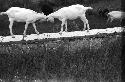 Two goats on a rock wall butting heads with each other