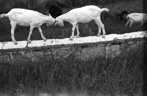 Two goats on a rock wall butting heads with each other