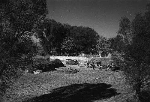 People harvesting grain in foreground, in field with trees around