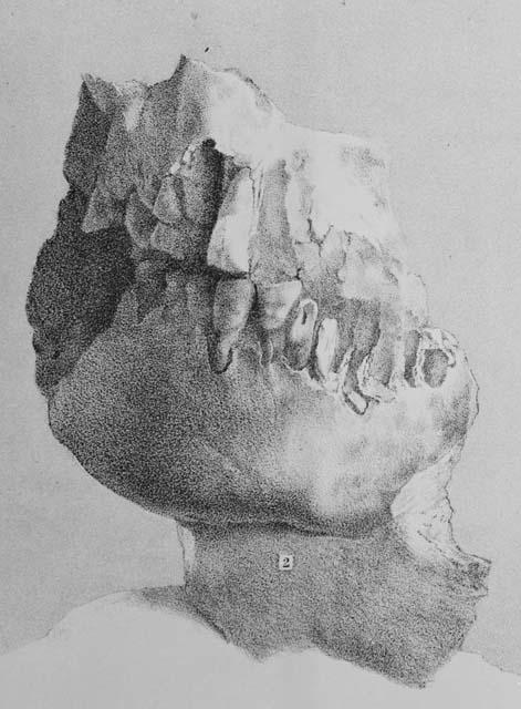 Photocopy of object - from "La Naturalez", Vol. 7, Lama VII, #2