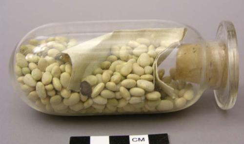 White tepary beans with small admixture of dark