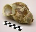 Trumpet fromed of large snail shell, "kunkes" very rare, few examples in museums