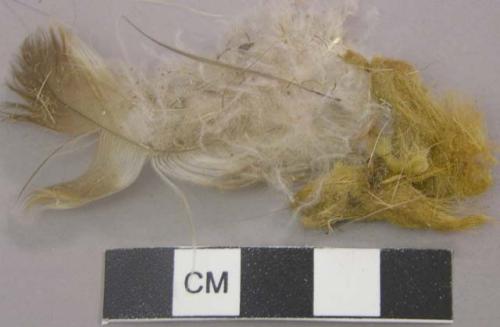 Various organic fragments including fur, feathers and soil