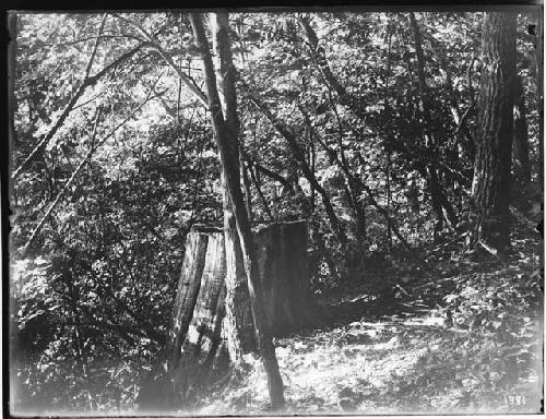 Stump on embankment