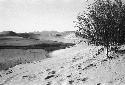 Sand dunes with grass and lake, tree in foreground