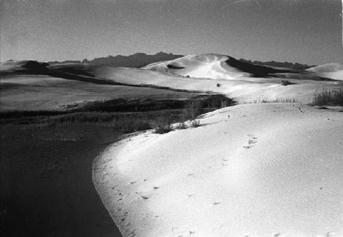 Sand dunes with grass and lake, tree in foreground