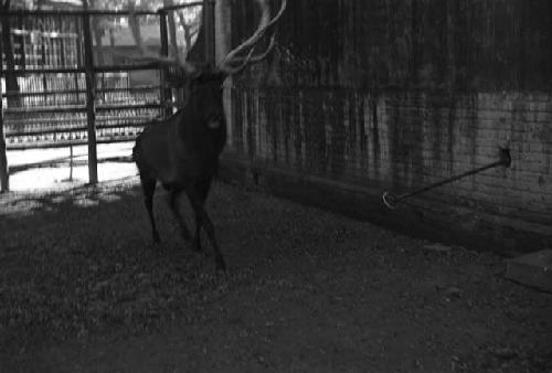 Stag in a pen