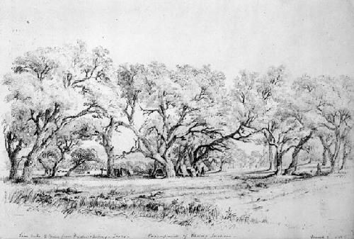 Pencil sketch "Live Oaks" by Seth Eastman