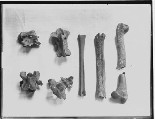 Fossil Bones and Teeth From Phosphate Beds