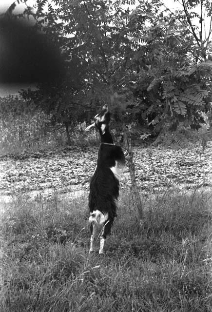 Goat on hind legs, eating leaves off a tree