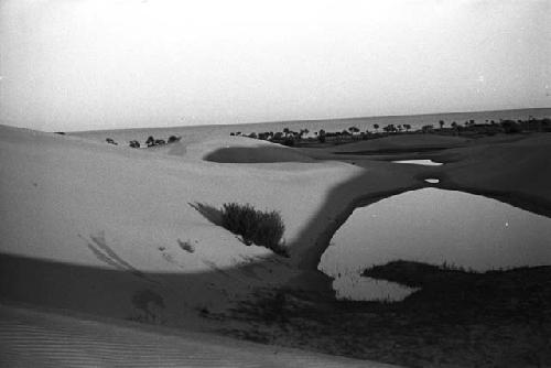 Bush by pond in sand dunes