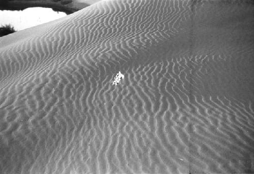 Bush by pond in sand dunes