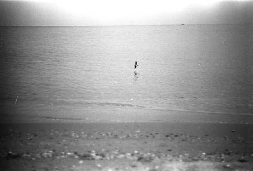 Ocean wave with bird flying over water