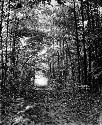 Woods, Gentry Farm. 10/16/1928. Cloudy. 3-3:30 pm. Dark Screen. 10-15 seconds